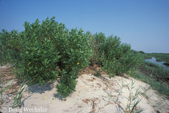 Marsh Elder 3123-01.jpg - 58038 Bytes